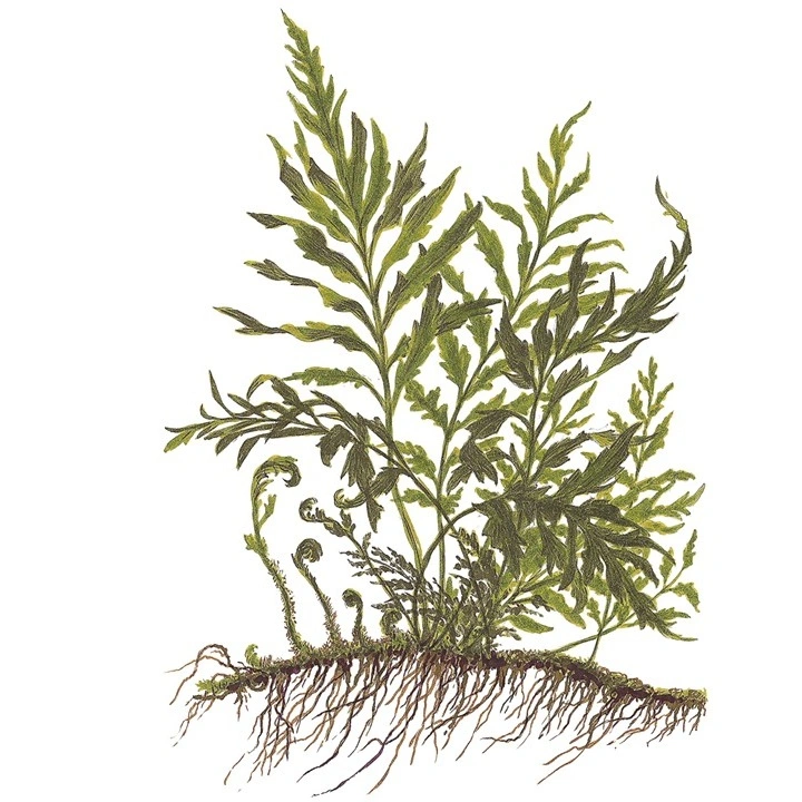 Tropica Akvarieplante i potte Bolbitis heudelotii