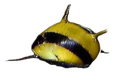 Zebrastripet behåret snegl (Clithon corona)