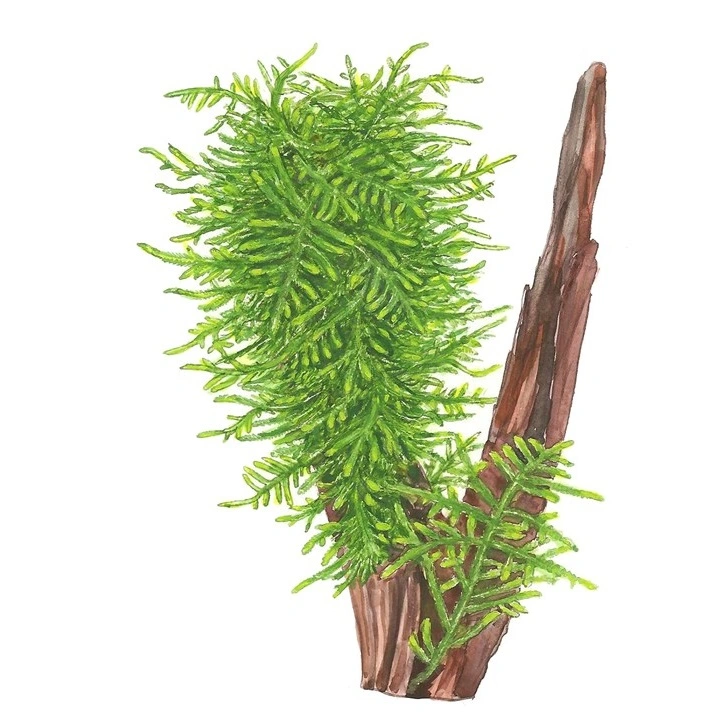 Tropica Taxiphyllum Spiky 1-2-GROW