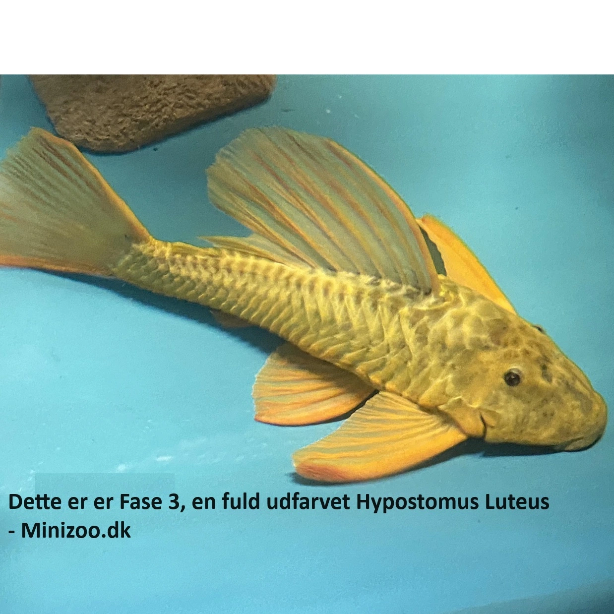 Hypostomus Luteus 22-24 cm Fase 2