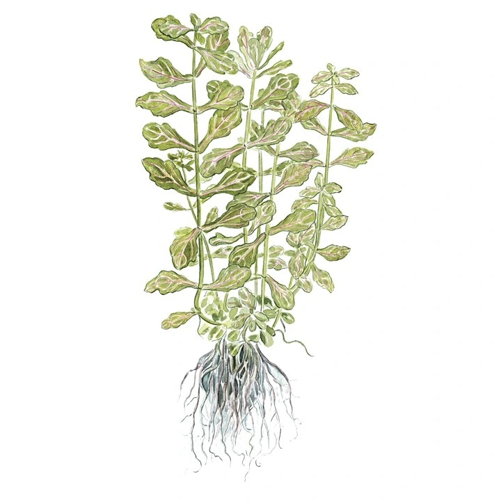 Tropica Akvarieplante i potte Shinnersia Rivularis Weiss-Grün