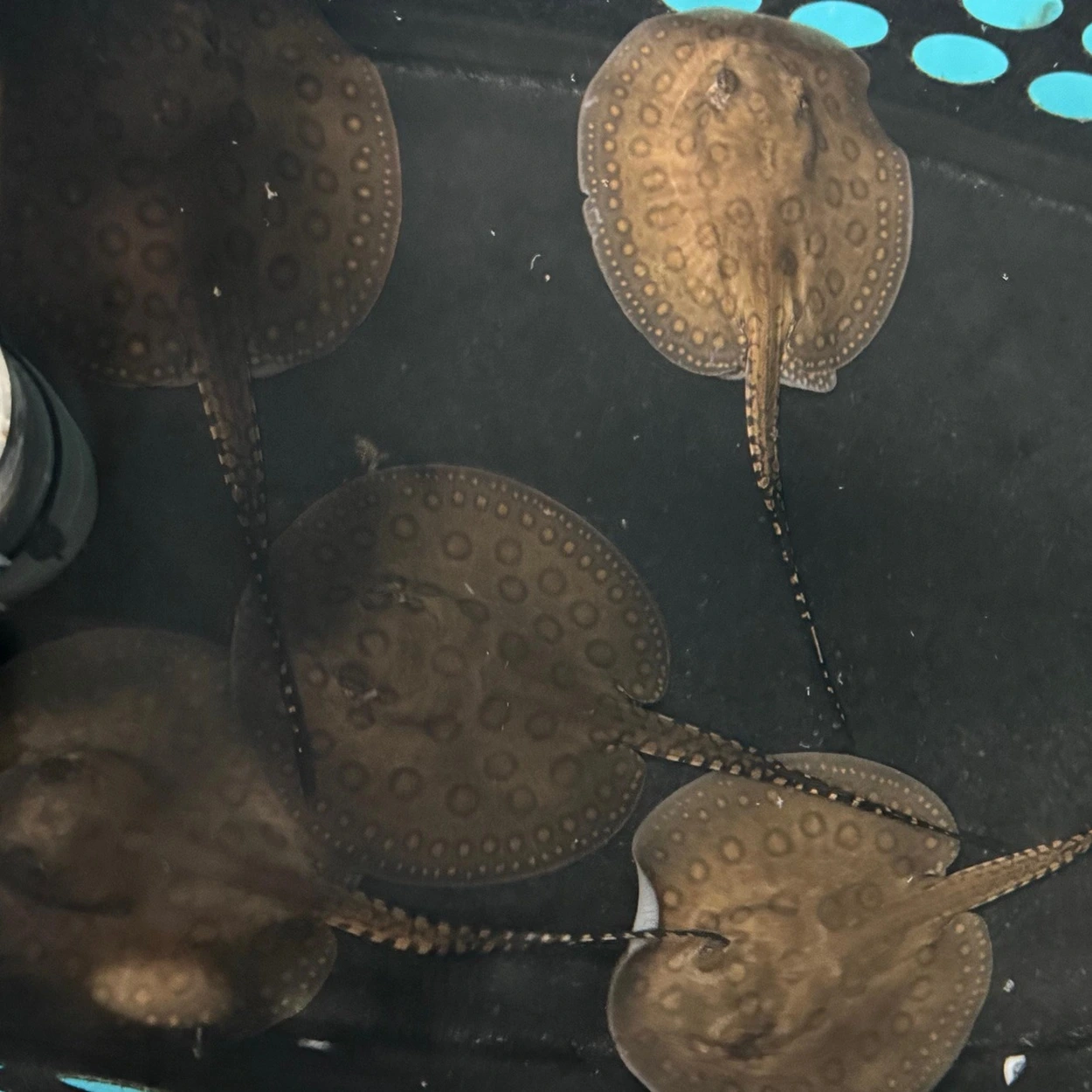 Motoro rokke (Potamotrygon motoro) unge