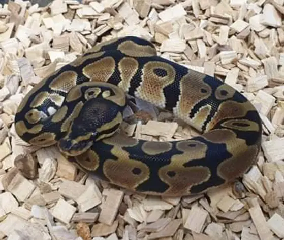 Kongepython (python regius) unge (normal/wild type) 0,1