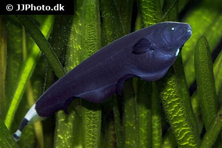 Black Ghost (Apteronotus albifrons)