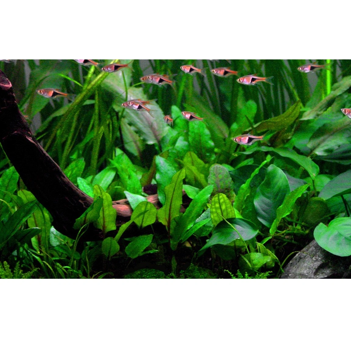 Tropica Akvarieplante i potte Cryptocoryne wendtii Green
