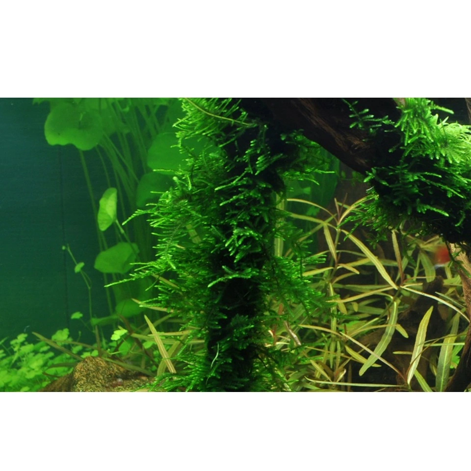 Tropica Taxiphyllum Spiky 1-2-GROW