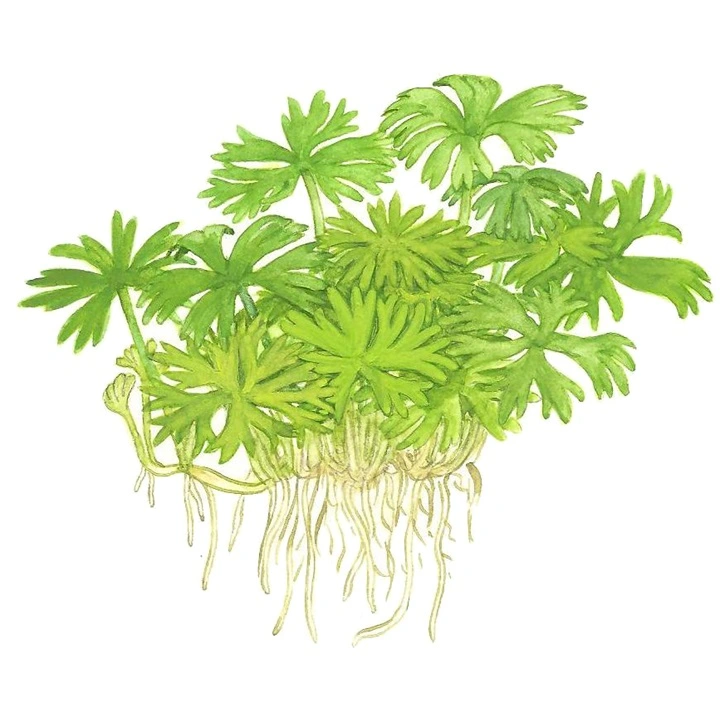 Tropica Ranunculus inundatus 1-2-GROW