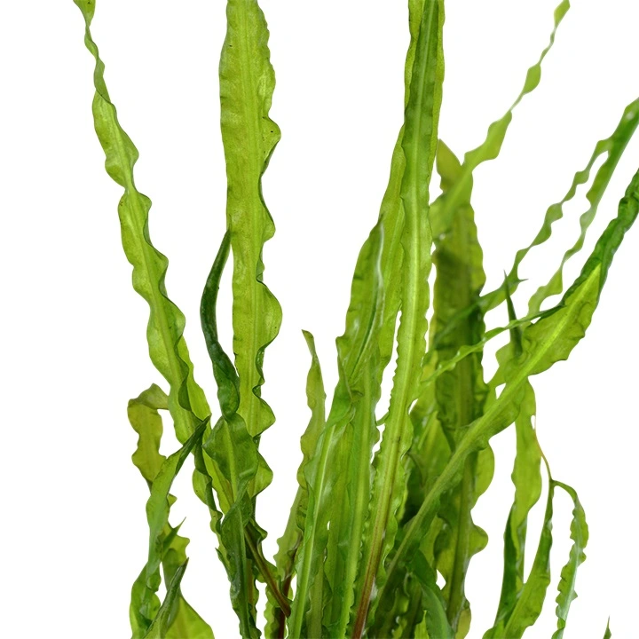 Tropica Akvarieplante i potte Cryptocoryne crispatula