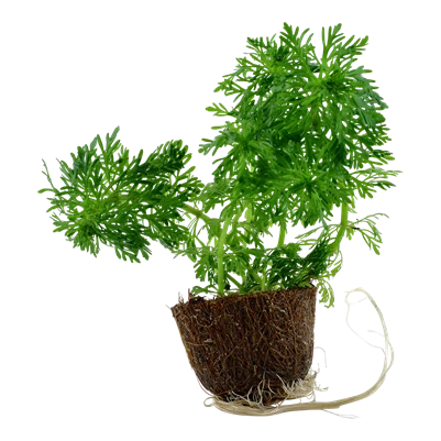 Tropica MiniPot Limnophila sessiliflora