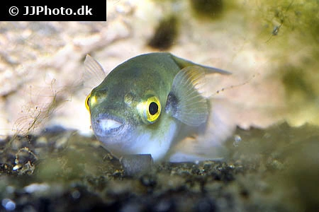 Bronze Kuglefisk (Auriglobus modestus)
