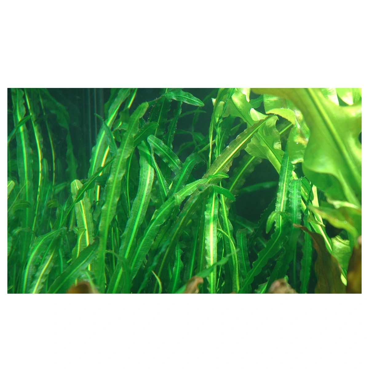 Tropica Akvarieplante Aponogeton longiplumulosus knold x 5