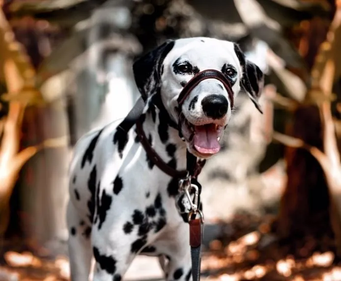 Halti OptiFit snudesele til hund stor