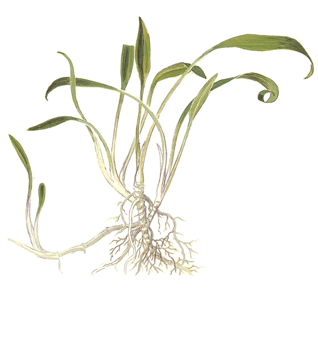 Tropica Cryptocoryne parva 1-2-GROW