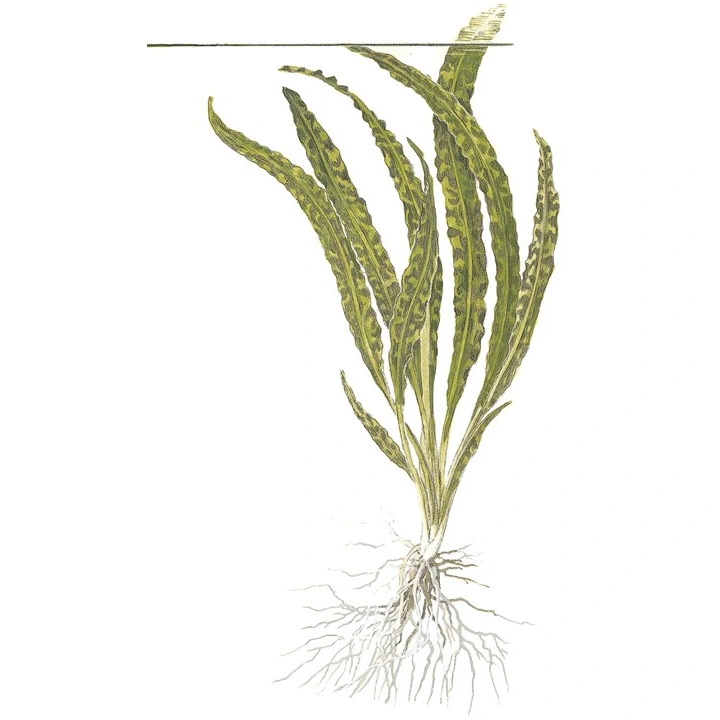Tropica Akvarieplante i potte Cryptocoryne crispatula