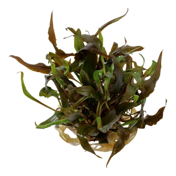 Cryptocoryne undulata Broad Leaf 1-2-GROW