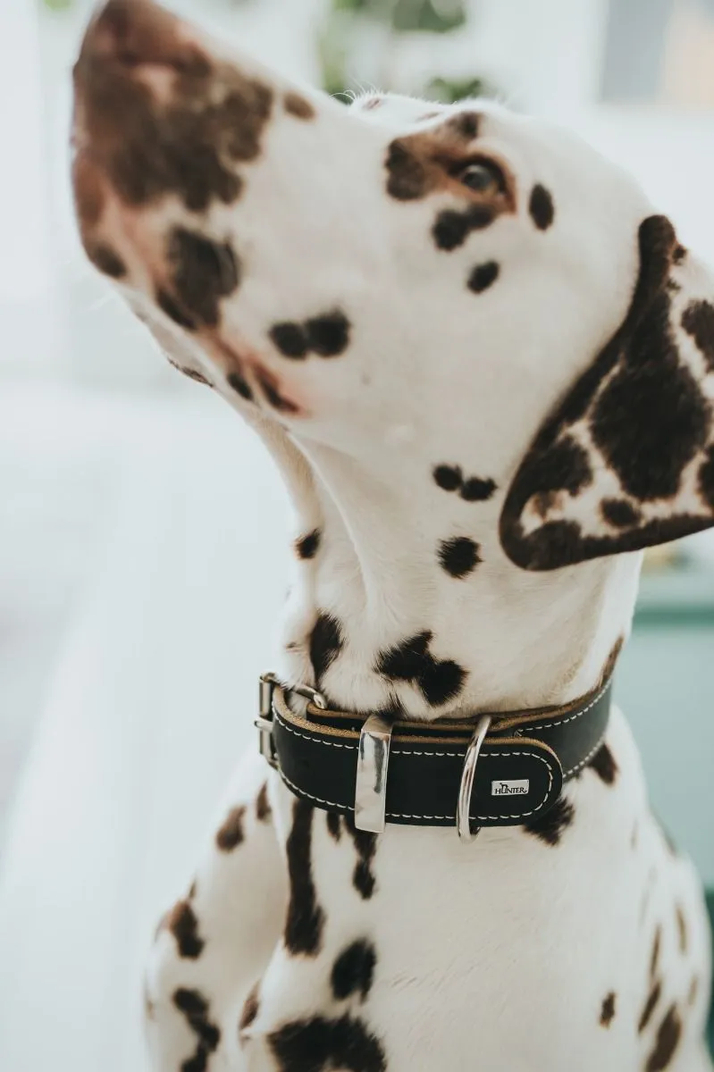 Hunter Aalborg 60 Special Sort hundehalsbånd - 45-55 cm