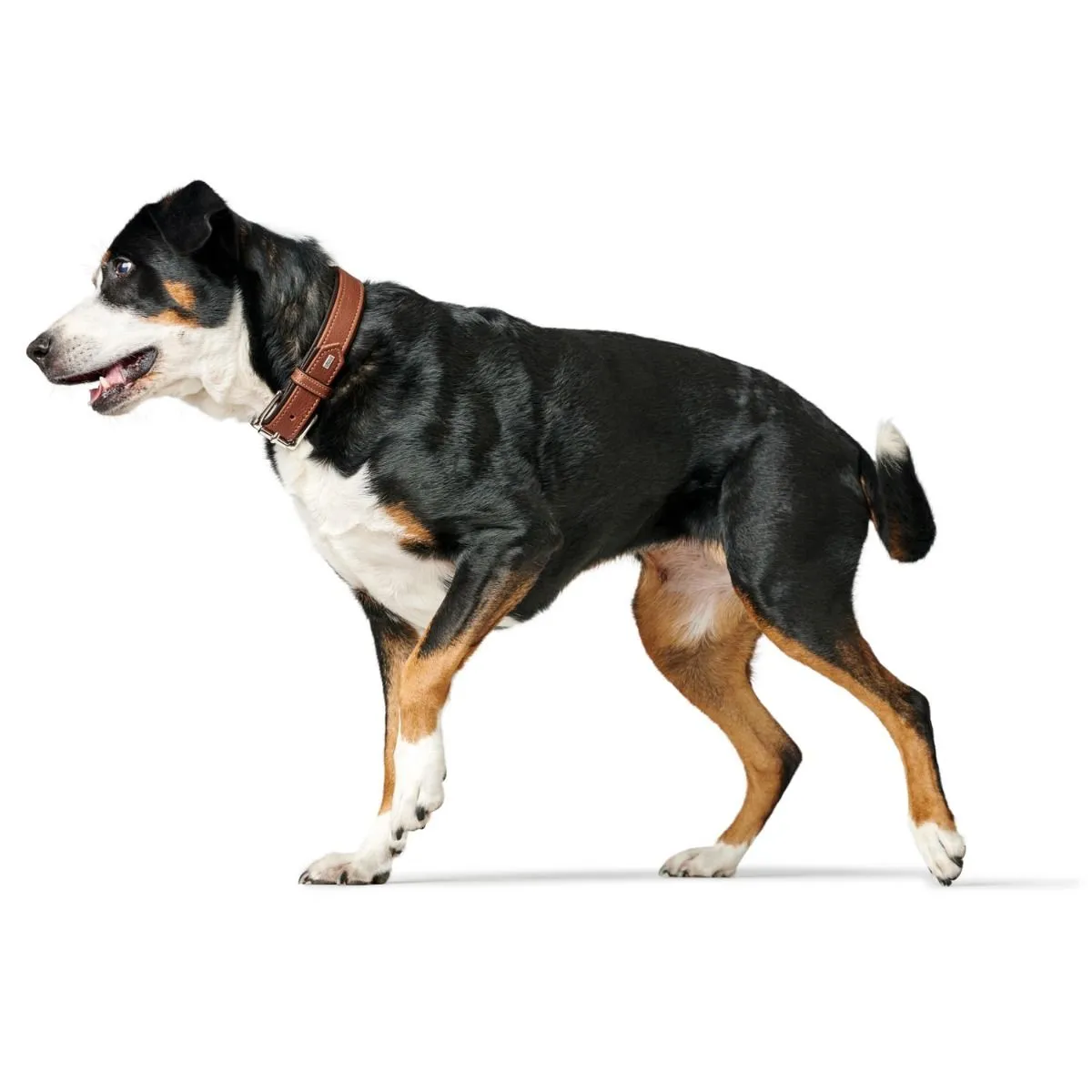 Hunter Hundehalsbånd læder Canada Elg Str 30 Cognac/Sort - 21-25 cm