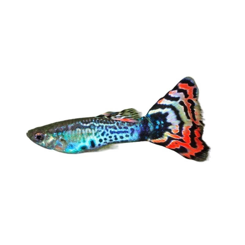Guppy mix (Poecilia reticulata)