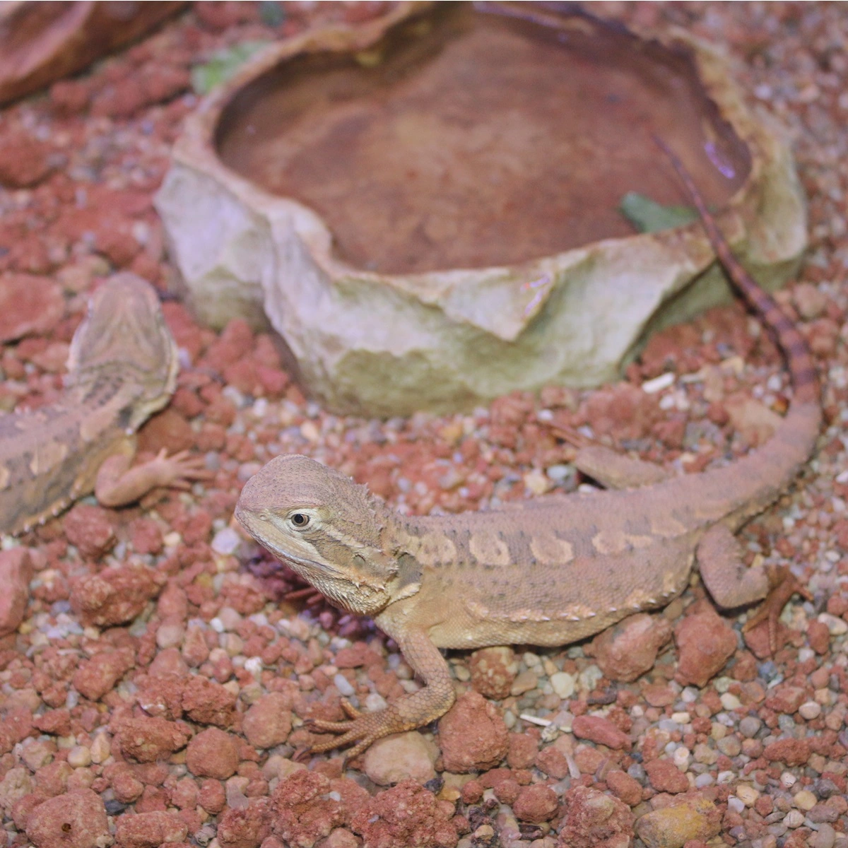 Dværgskægagame ungdyr (Pogona Henrylawsoni)