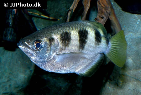 Skyttefisk (Toxotes jaculatrix)