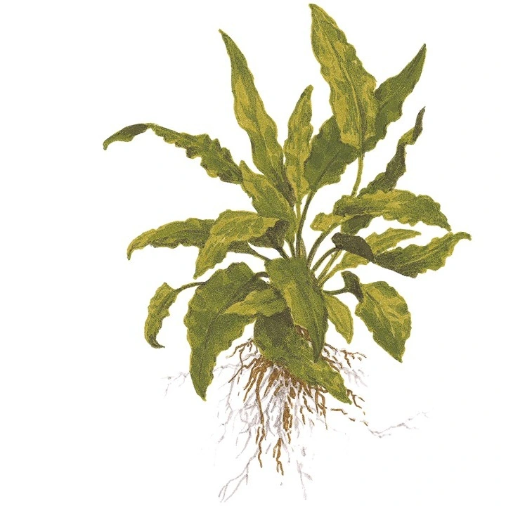Tropica Akvarieplante i potte Cryptocoryne wendtii Green