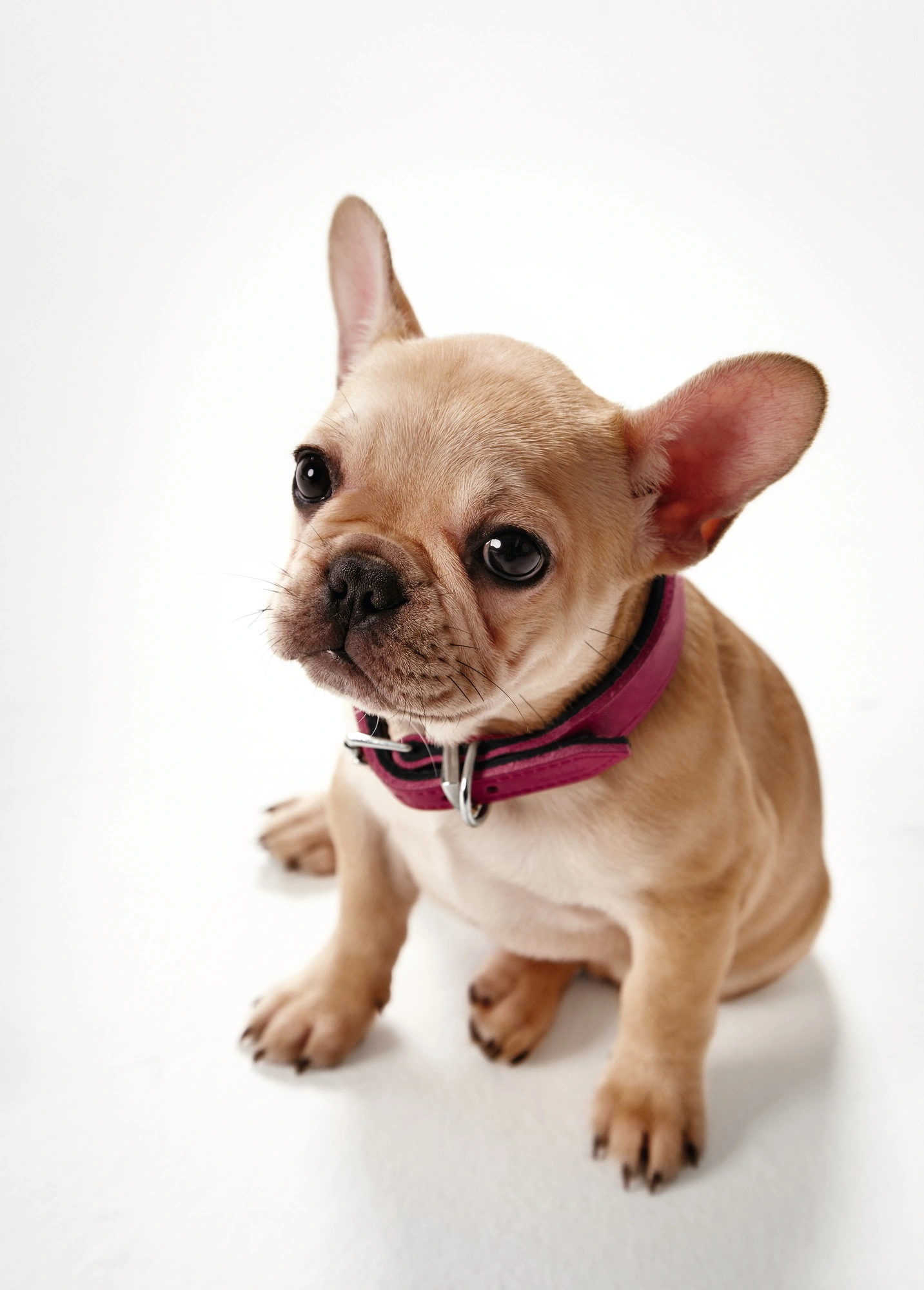 Hunter Basic halsbånd str.37 Pink - 30,0-34,5 cm
