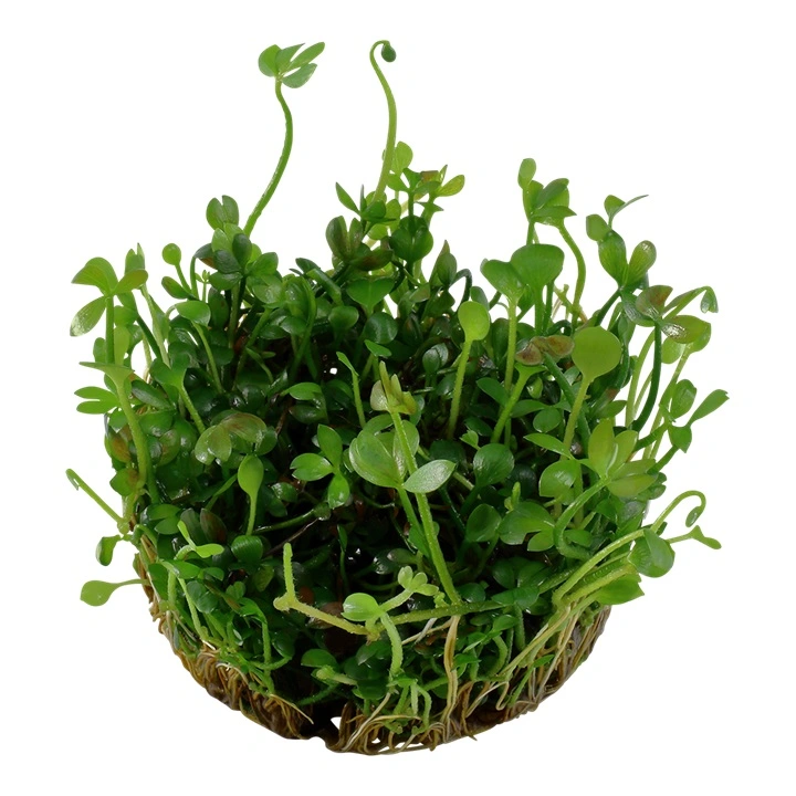 Tropica Marsilea hirsuta 1-2-GROW x 3