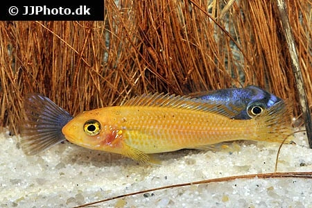 Trewawasae Malawi Cichlide (Labeotropheus trewawasae)