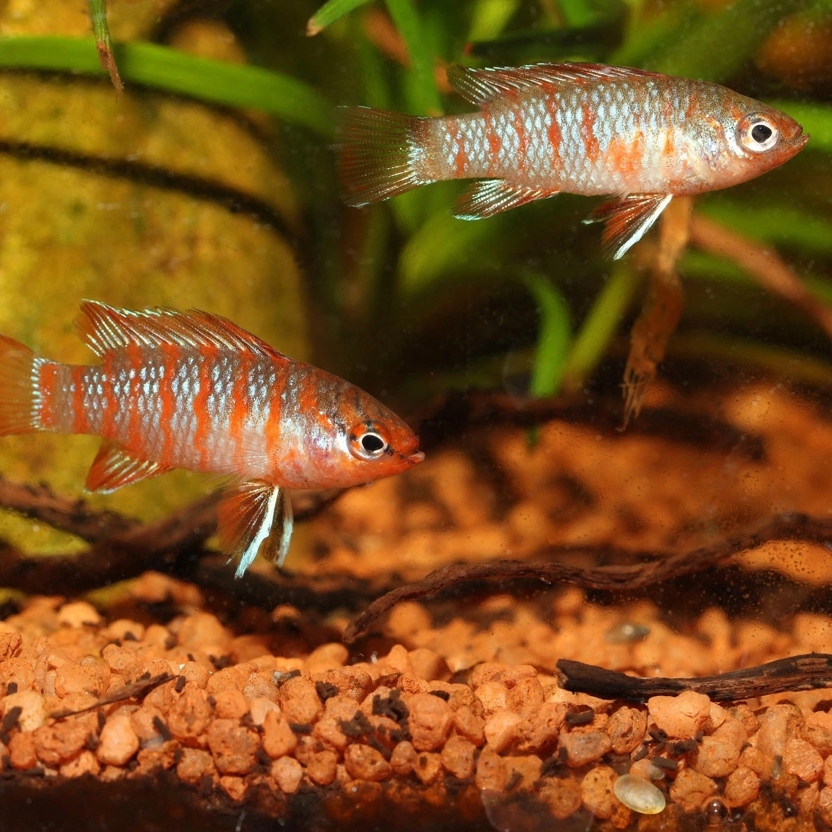 JBL ProNovo Cichlid S Grano 100 ml Klik