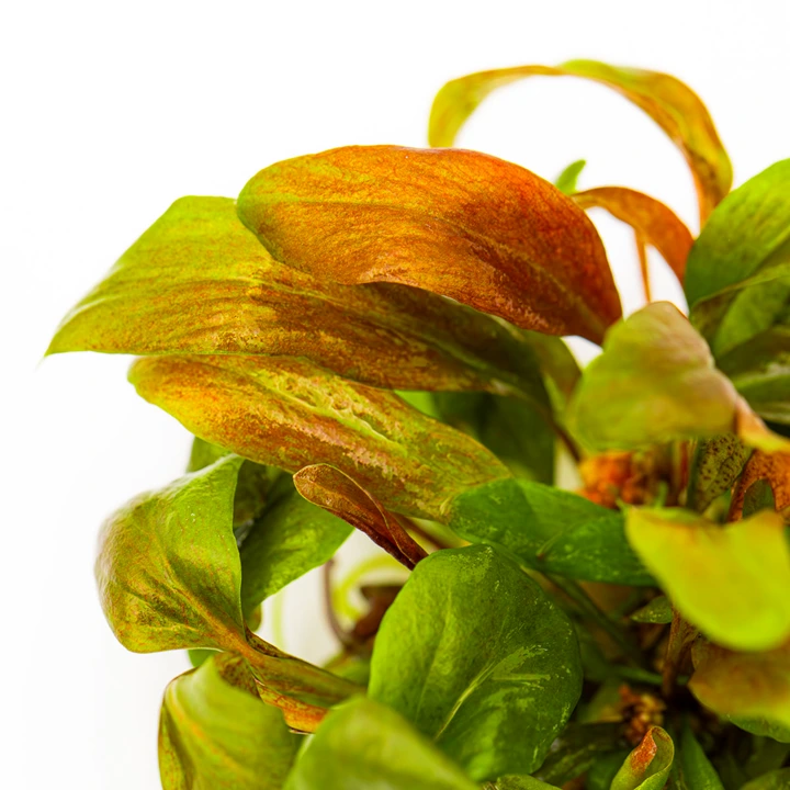 Tropica Lysimachia parvifolia Red 1-2-Grow