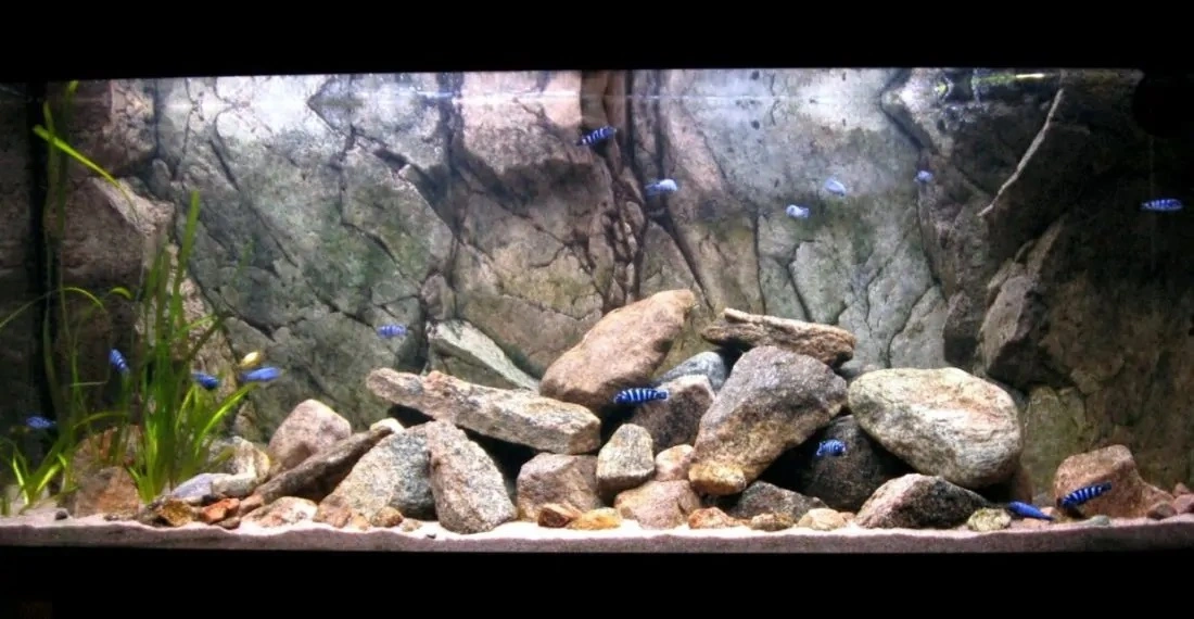 Back to Nature Rocky-Juwel 120 cm
