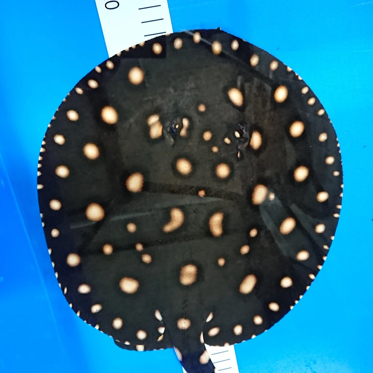 Ferskvandsrokke Potamotrygon BD X Henlei Hybrid Han Ø 31 cm