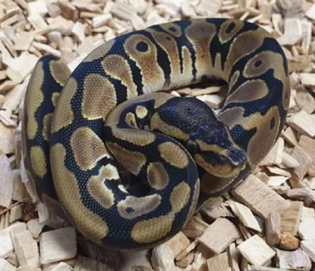 Kongepython (python regius) unge (normal/wild type) 0,1