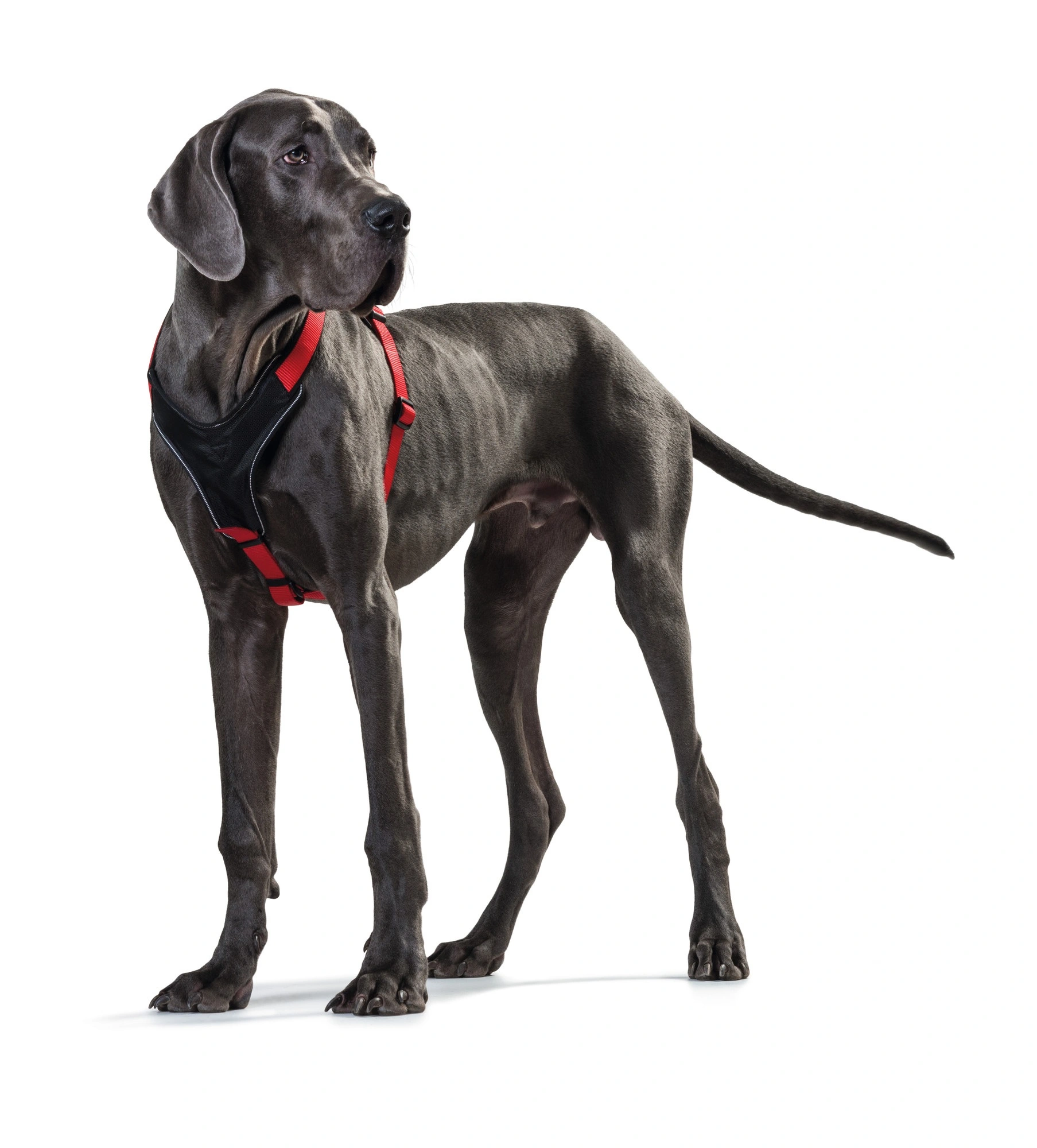 Hunter hundesele Neopren Rød XL længde 73-94 cm 2,5 cm - blød og stabil komfort