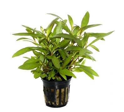 Tropica PCS Pot Hygrophila Siamensis 53B x 3