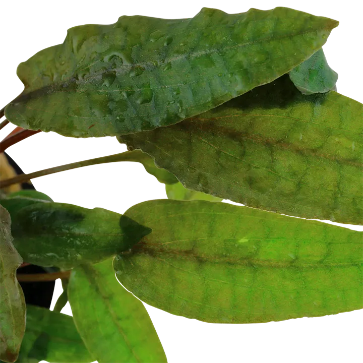Tropica Akvarieplante i potte Cryptocoryne wendtii Tropica