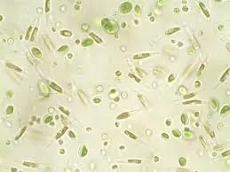 Nyos Phytomaxx Live Phytoplankton koncentrat 250 ml