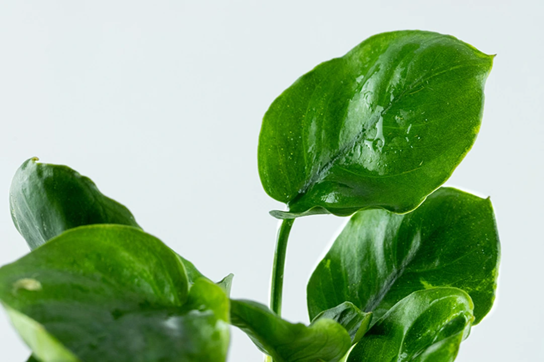 Tropica Akvarieplante i potte Anubias barteri Coin Leaf