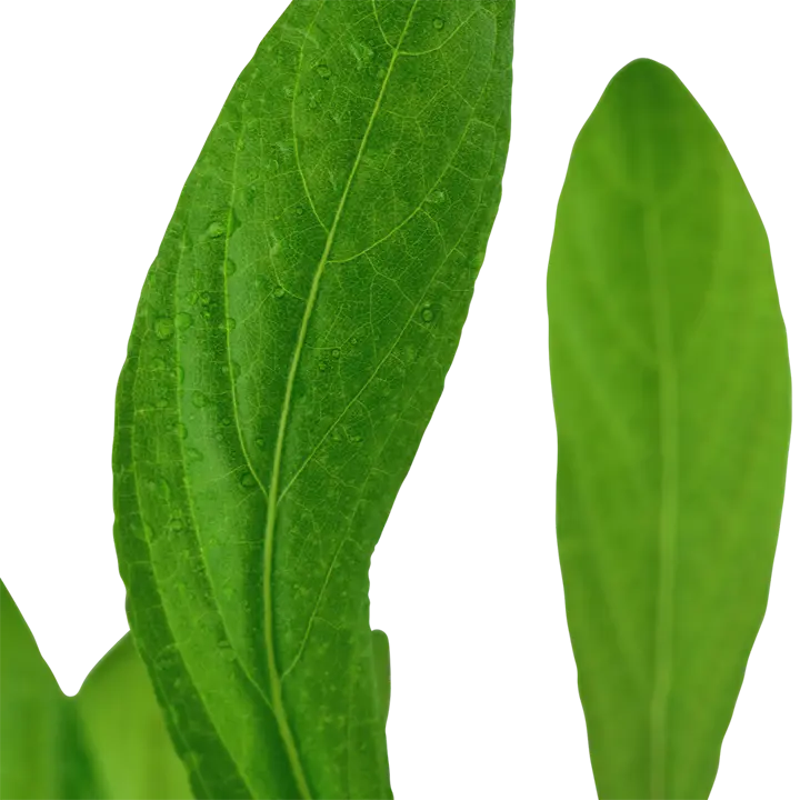 Tropica Akvarieplante i potte Hygrophila costata
