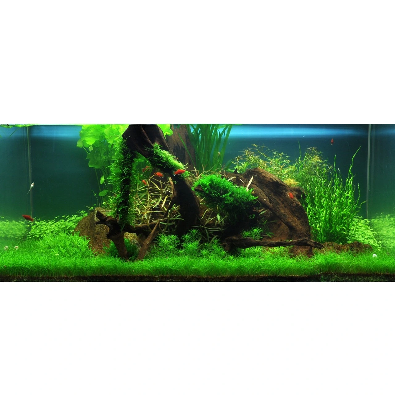 Tropica Utricularia graminifolia 1-2-GROW x 3