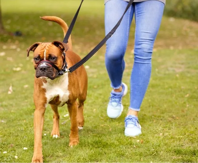 Halti OptiFit snudesele til hund stor