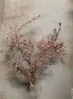 Aquascaping Root 35-45 cm