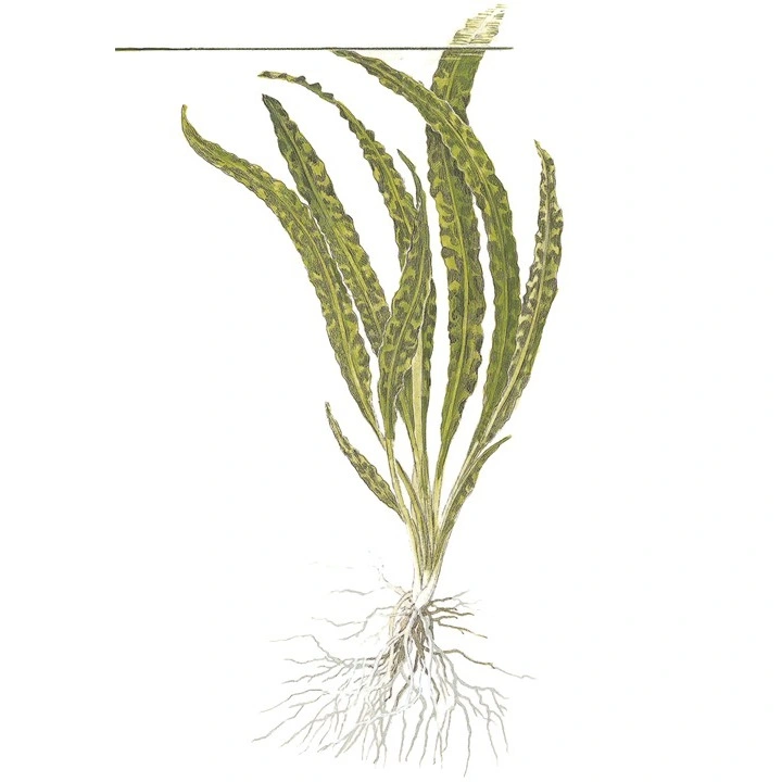 Tropica Cryptocoryne Crispatula 1-2-GROW
