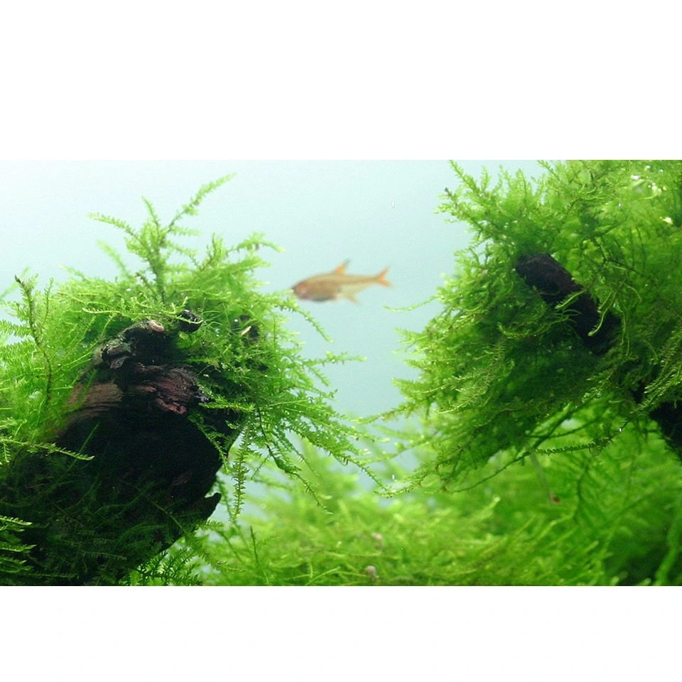 Tropica Taxiphyllum barbieri 'Bogor Moss' 1-2-GROW