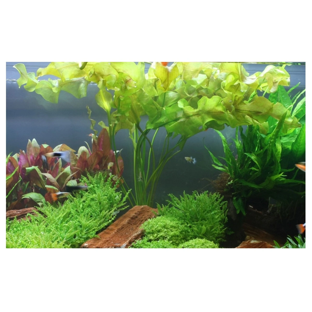 Tropica Akvarieplante Aponogeton ulvaceus i knold x 5