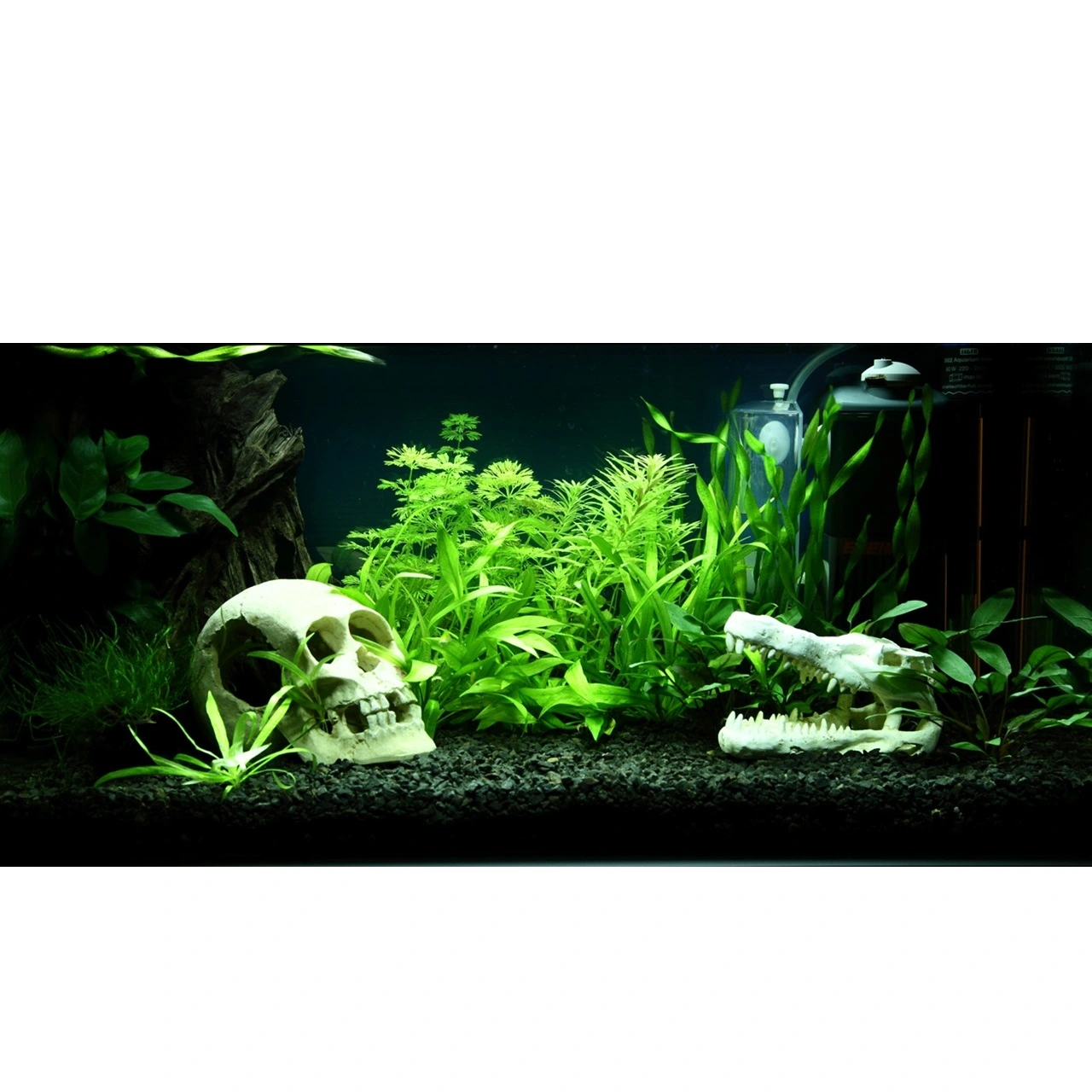 Tropica Helanthium Quadricostatus 1-2-GROW