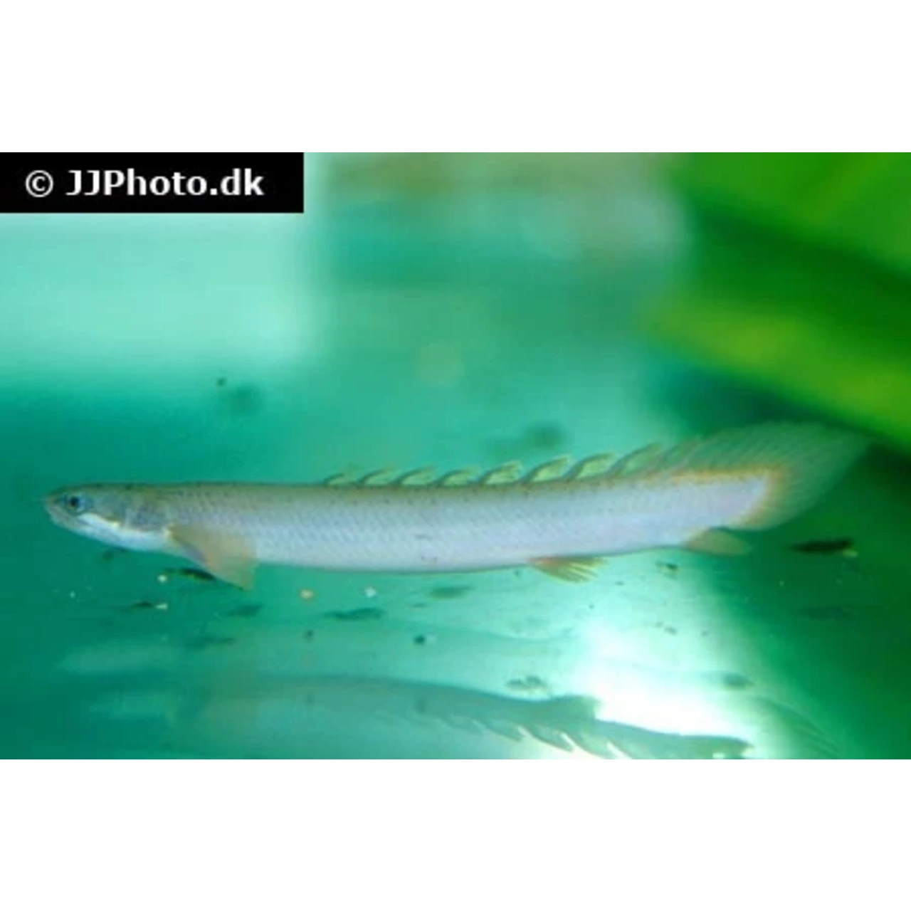 Polypterus Senegalus Senegal Bichir
