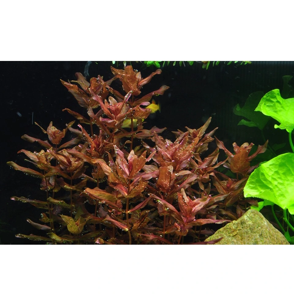 Tropica Rotala macrandra Japan 1-2-GROW x 3