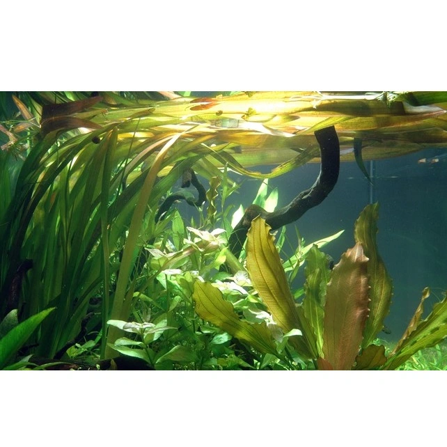 Tropica Akvarieplante i potte Vallisneria americana gigantea