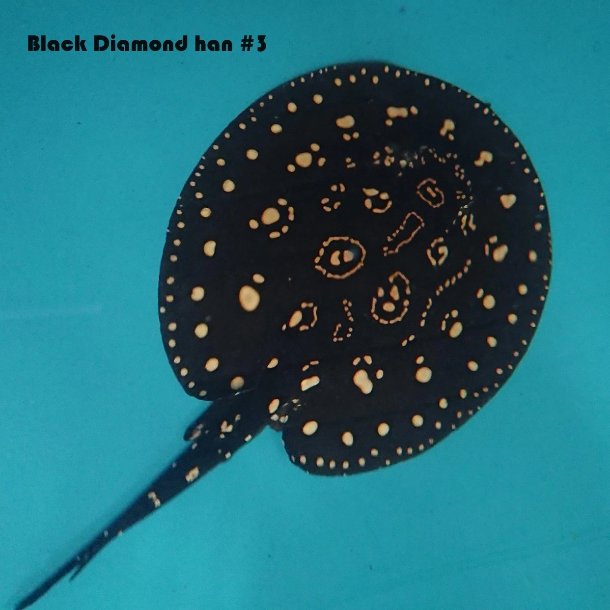 Ferskvandsrokke Potamotrygon Leopoldi - Black Diamond Han Ø 40 cm